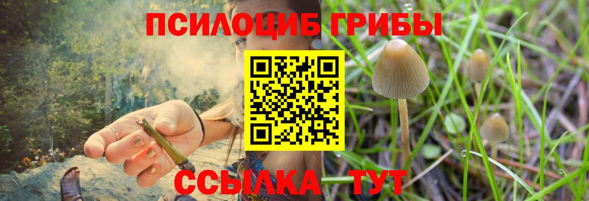 даркнет сайт  Вход с VPN  Псилоцибиновые грибы мухоморы  Киселёвск  Псилоцибиновые грибы Psilocybine cubensis 